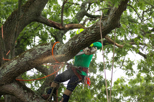 Trusted Benson, UT Tree Care Experts