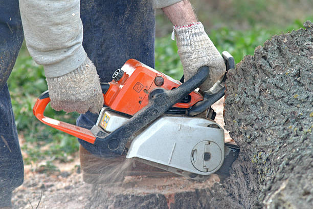 Best Lawn Maintenance Plans  in Benson, UT